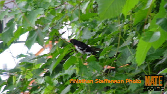 DSC00434